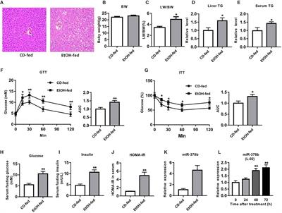 miR-378b Regulates Insulin Sensitivity by Targeting Insulin Receptor and p110α in Alcohol-Induced Hepatic Steatosis